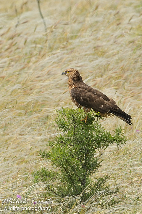 Falco pecchiaiolo - Pernis apivorus